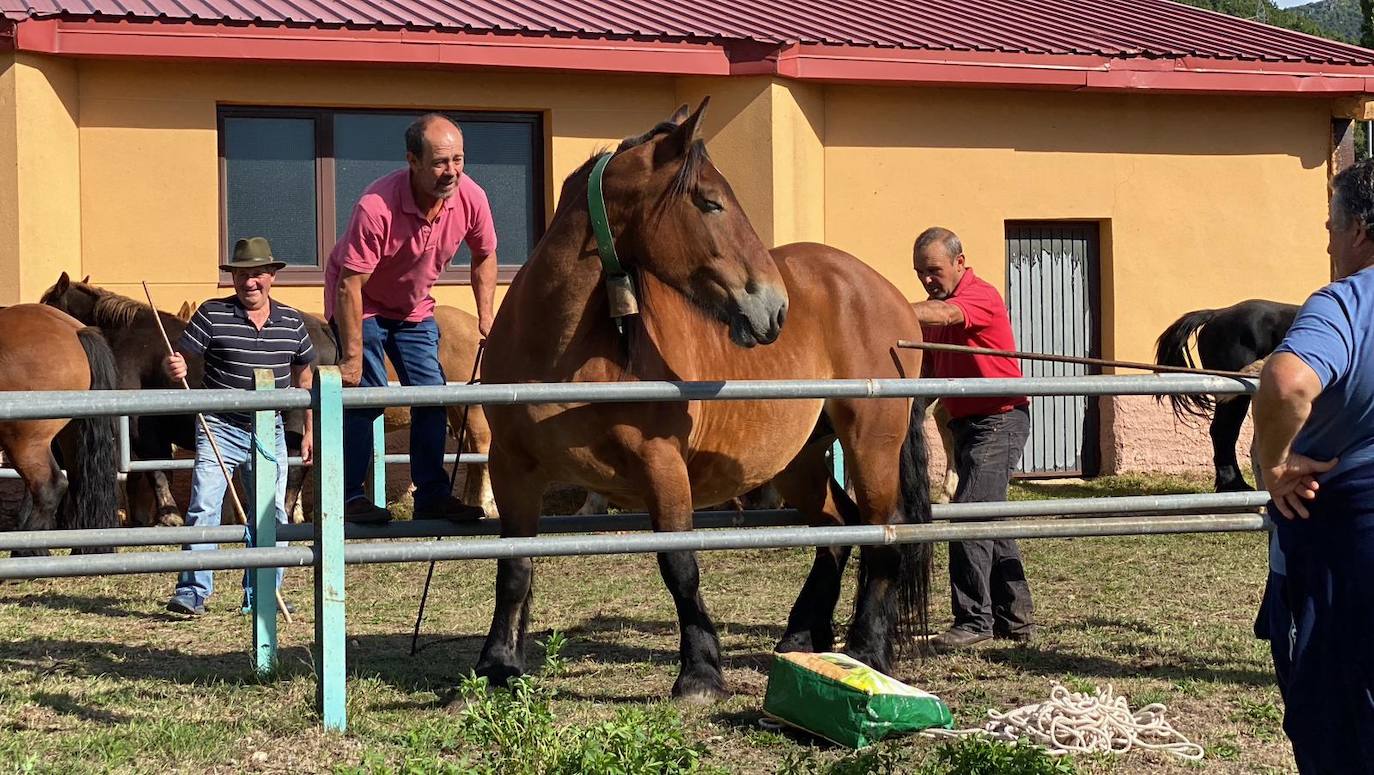 Feria de Ganado de Montaña en Puebla de Lillo