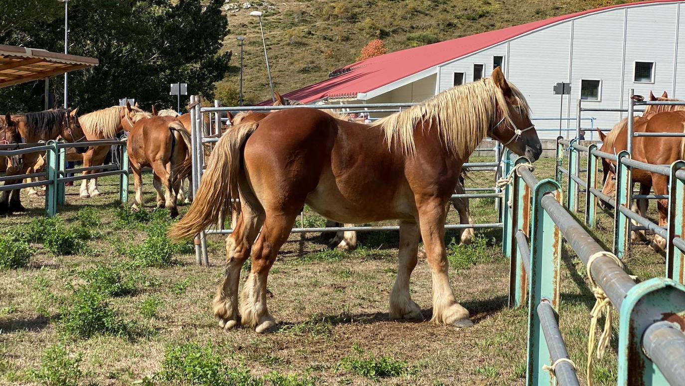 Feria de Ganado de Montaña en Puebla de Lillo