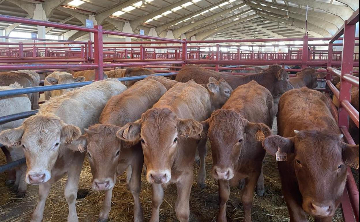 Algunos de los animales que estaban a la venta este lunes, 26 de septiembre, en el Mercado de Ganados de Salamanca. 