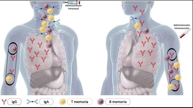 Comparación entre la vacunación intranasal (izquierda) con la intramuscular (derecha).