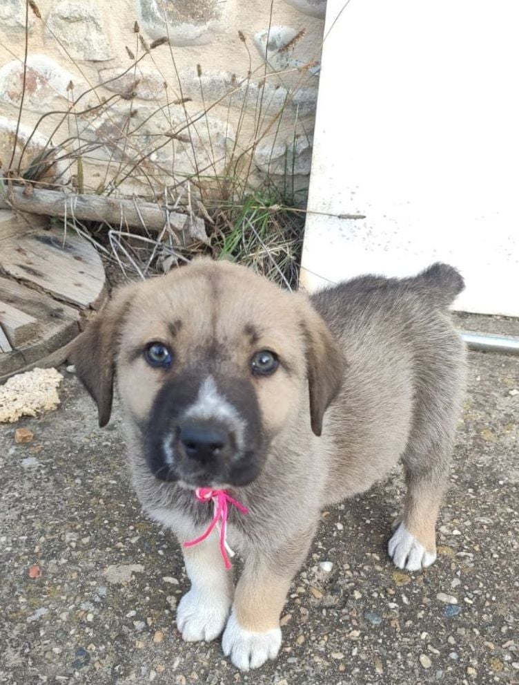 Guerrera, Llorona, Patitas, Clarita, Rufo y Fulgen son los nombres que se le han puesto a los cachorros, algunos de los cuales presentaban un mal estado de salud en el momento de ser localizados si bien todos presentan una evolución favorable.