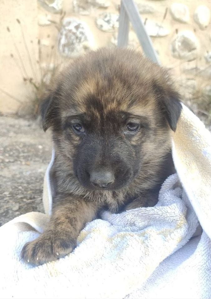 Guerrera, Llorona, Patitas, Clarita, Rufo y Fulgen son los nombres que se le han puesto a los cachorros, algunos de los cuales presentaban un mal estado de salud en el momento de ser localizados si bien todos presentan una evolución favorable.
