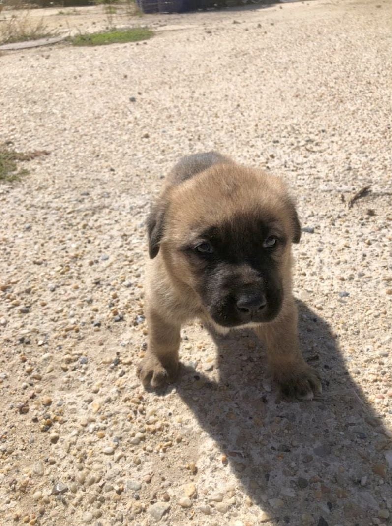 Guerrera, Llorona, Patitas, Clarita, Rufo y Fulgen son los nombres que se le han puesto a los cachorros, algunos de los cuales presentaban un mal estado de salud en el momento de ser localizados si bien todos presentan una evolución favorable.