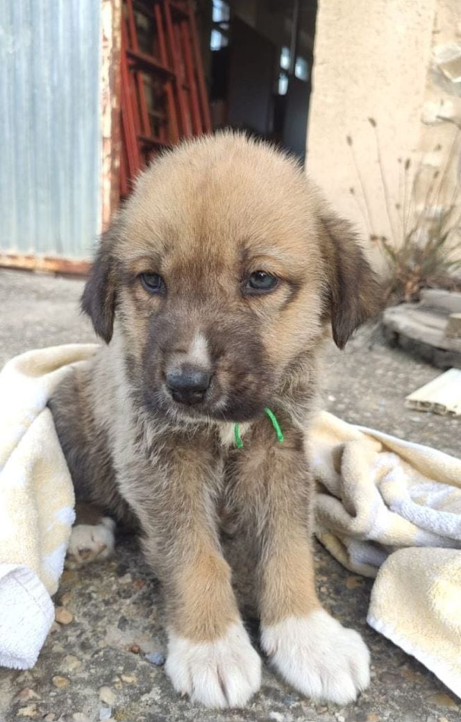 Guerrera, Llorona, Patitas, Clarita, Rufo y Fulgen son los nombres que se le han puesto a los cachorros, algunos de los cuales presentaban un mal estado de salud en el momento de ser localizados si bien todos presentan una evolución favorable.