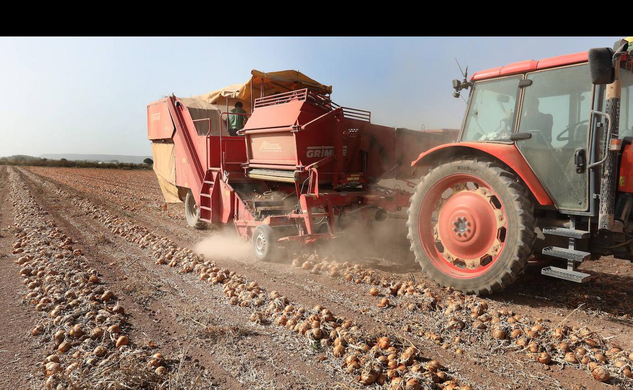 Un agricultor recoge la cosecha de cebolla en Palenzuela. 