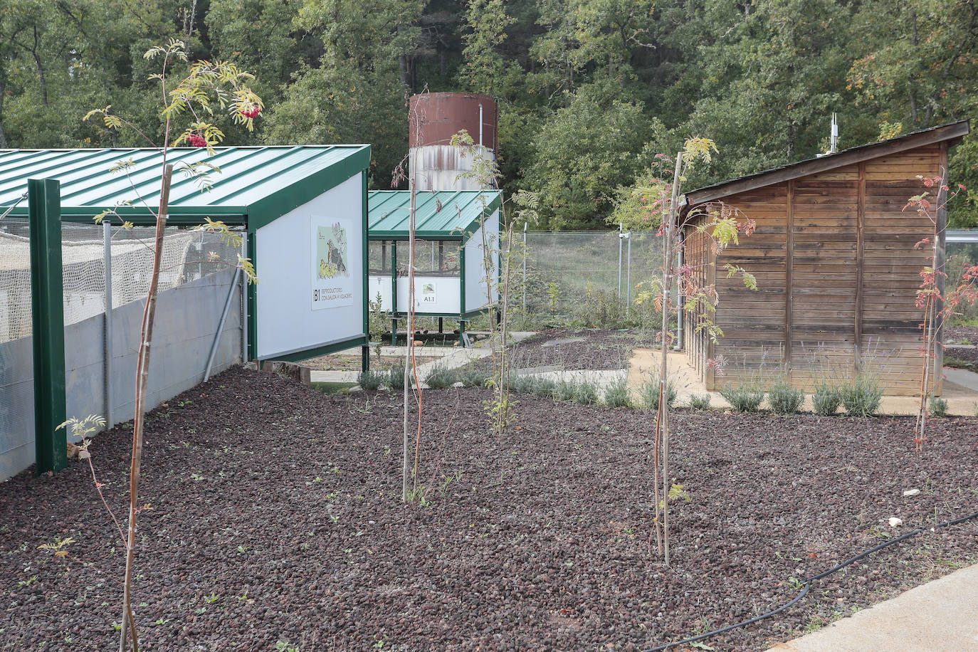 El consejero de Medio Ambiente, Vivienda y Ordenación del Territorio, Juan Carlos Suárez-Quiñones, visita el Centro de Cría del Urogallo de Valsemana.
