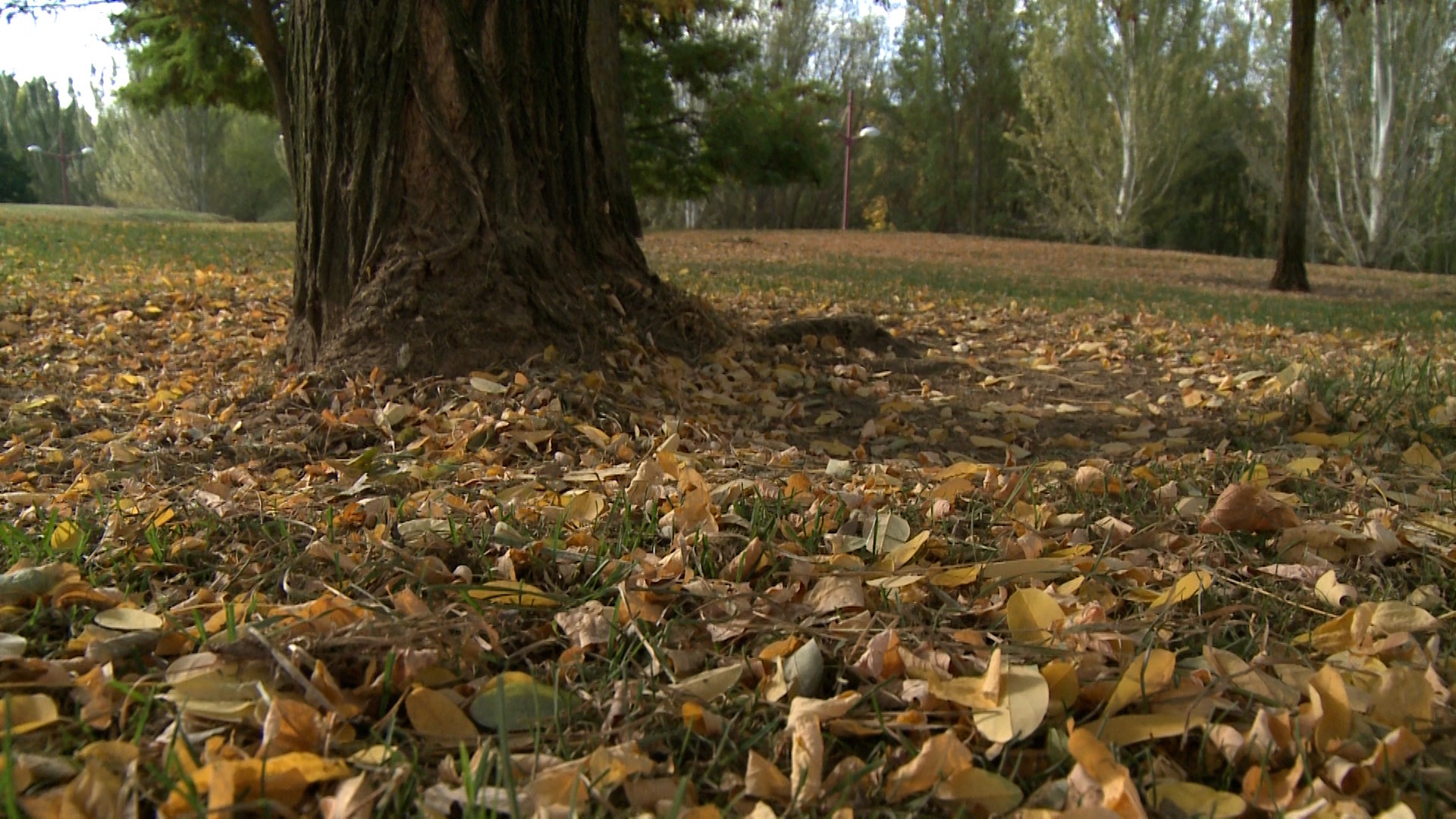 Fotos: El otoño cubre parques y jardines en la ciudad