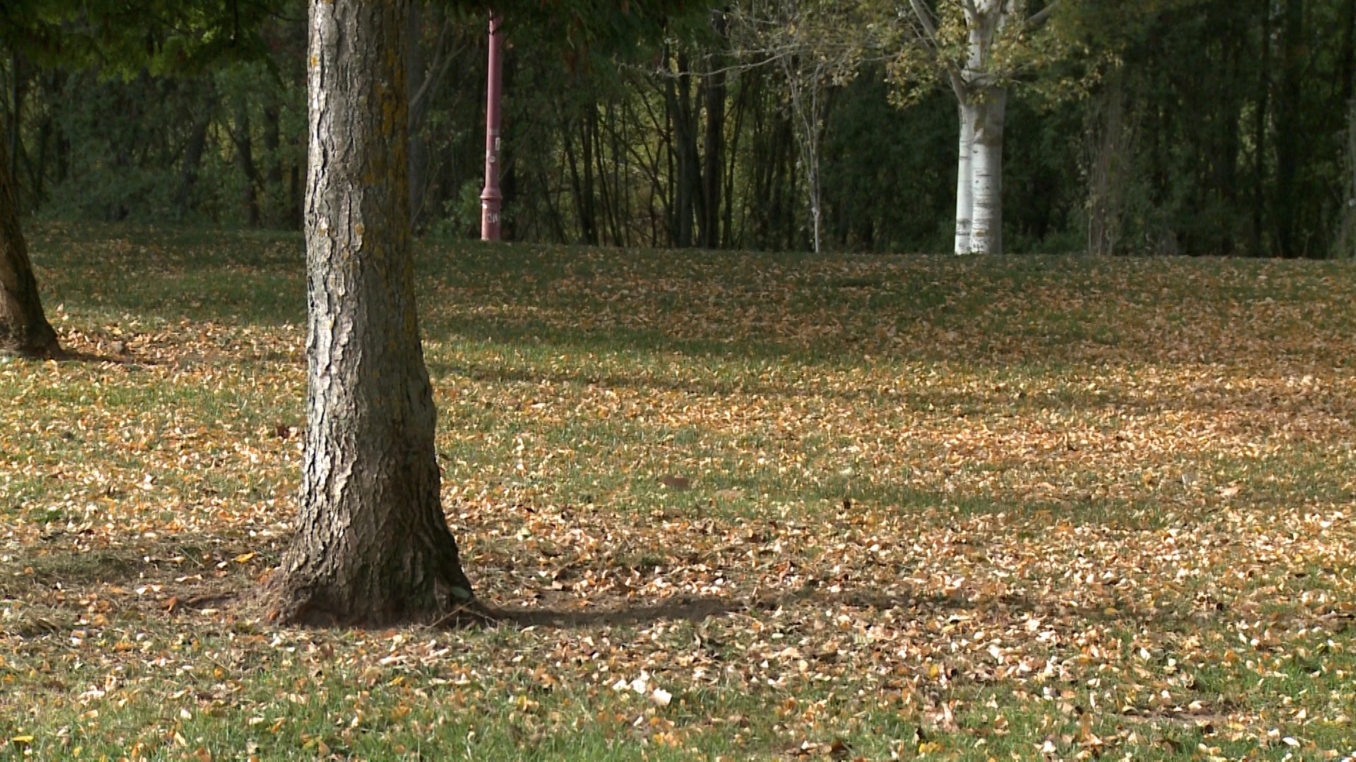 Fotos: El otoño cubre parques y jardines en la ciudad