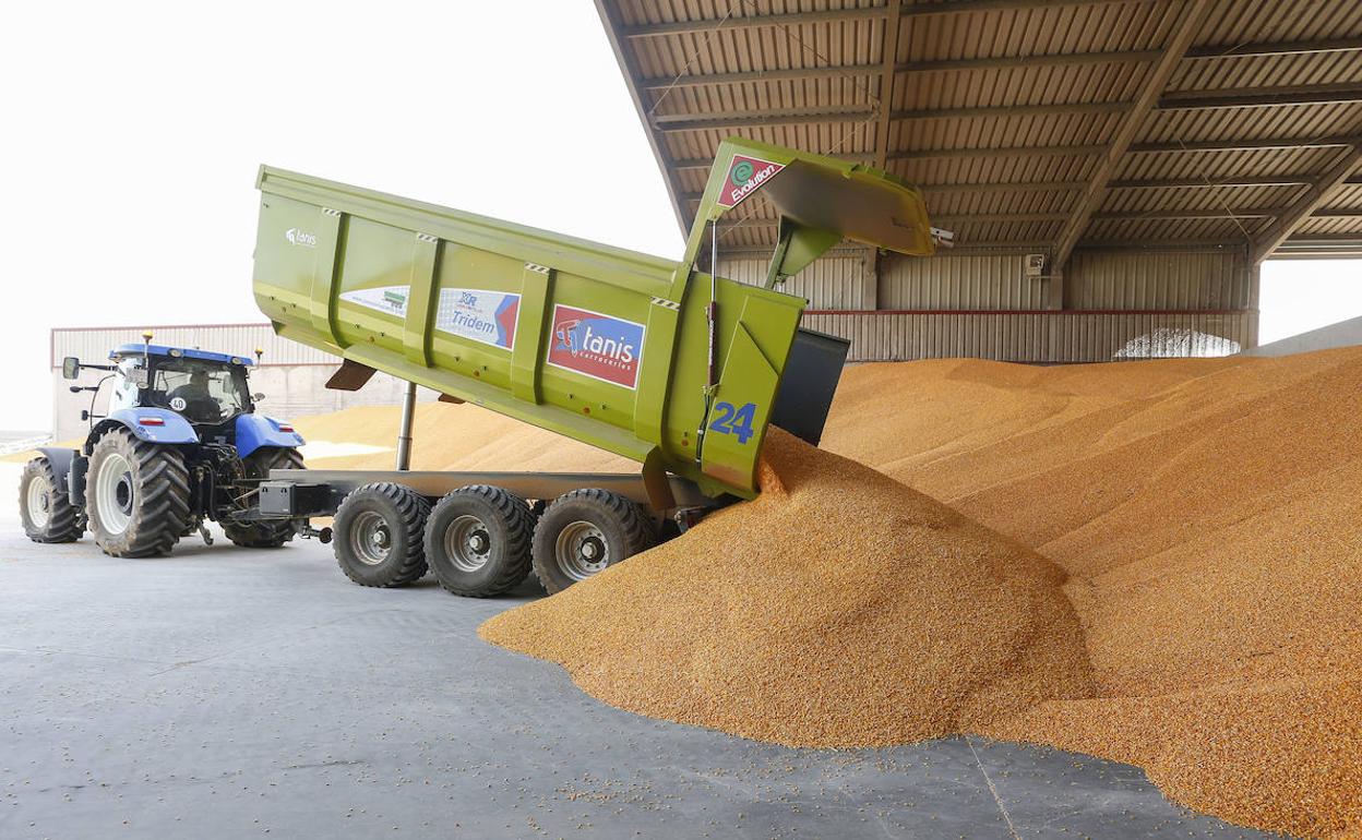 Un agricultor descarga maíz en una nave. 