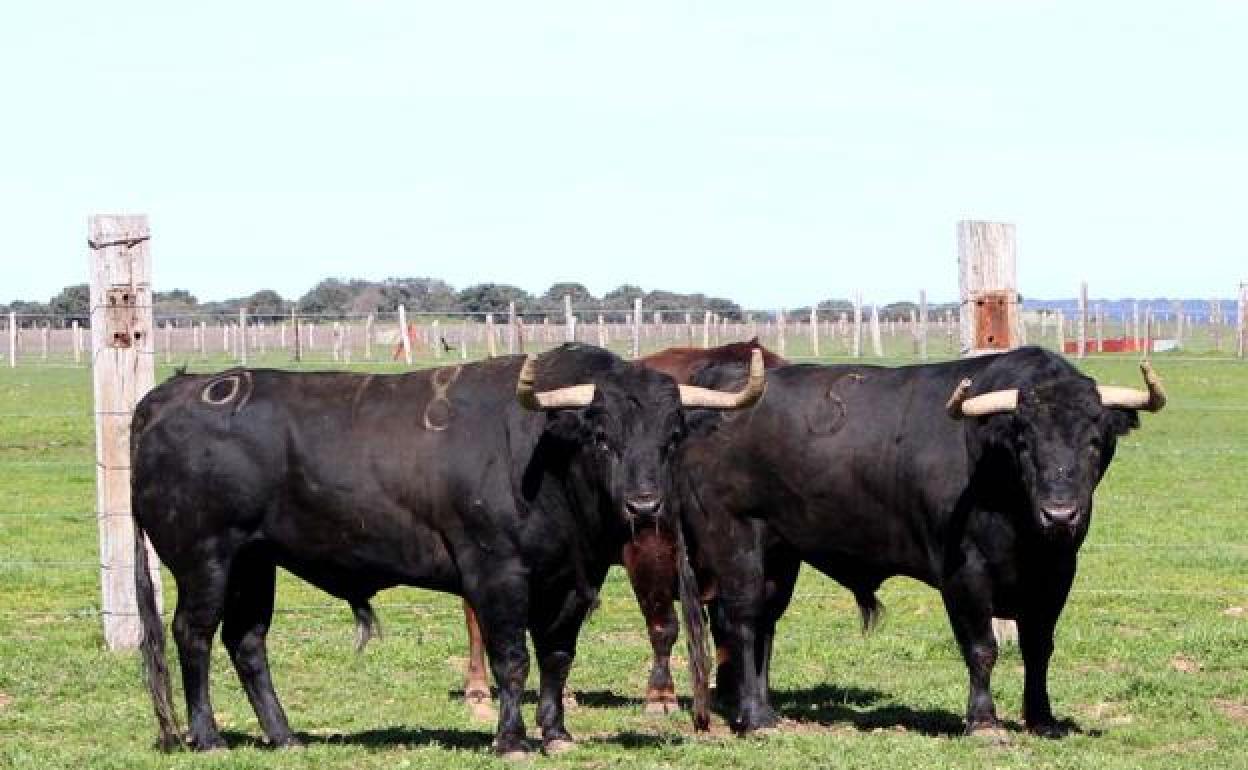 Las cabezas de ganado de toro de lidia son insignificantes en la provincia con respecto al total de la comunidad.