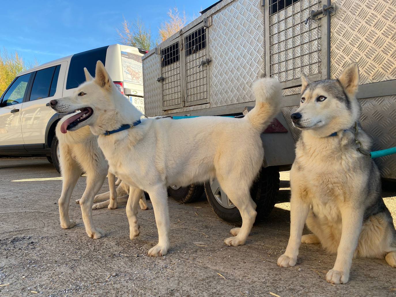 Valdefresno acoge este fin de semana el V Torneo de Mushing de Castilla y León.