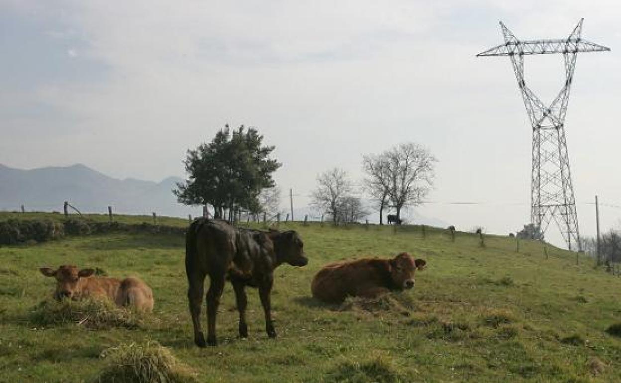 Una de las torretas ubicadas en los espacios naturales del Parque Natural de Redes, en el concejo de Caso.