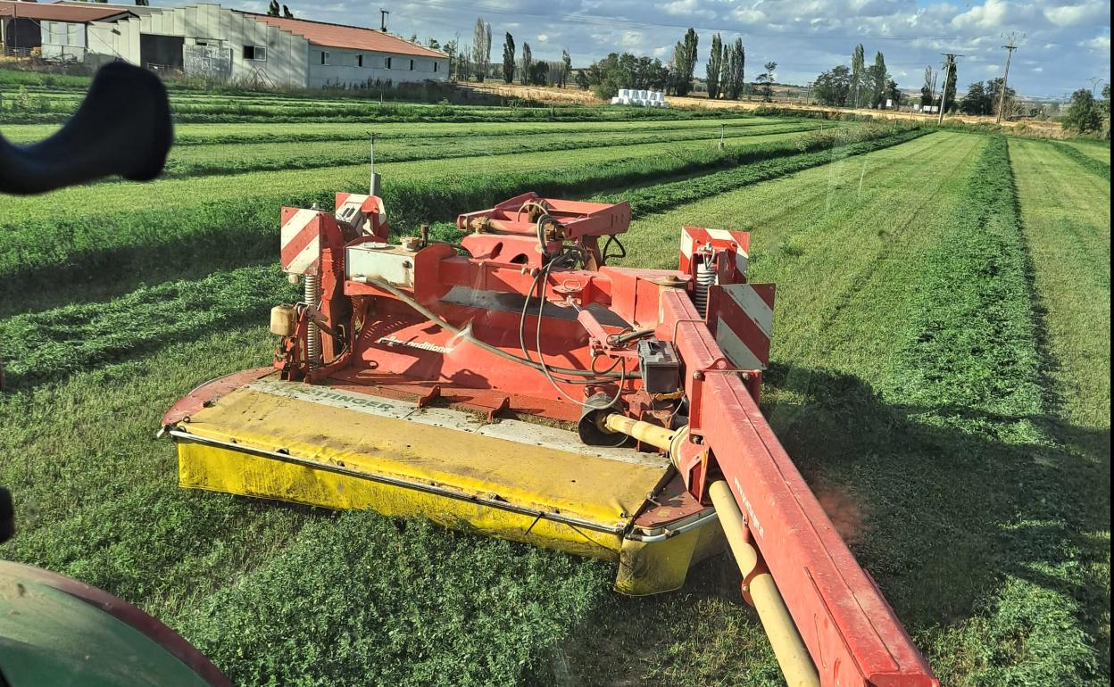 Corta de alfalfa. 