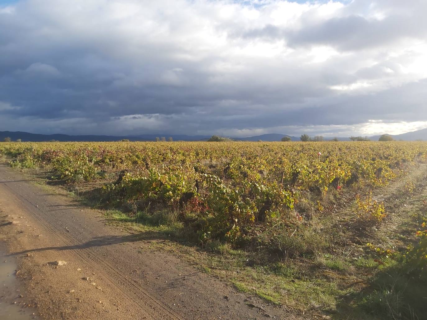 Fotos: Una ruta por los viñedos de El Bierzo