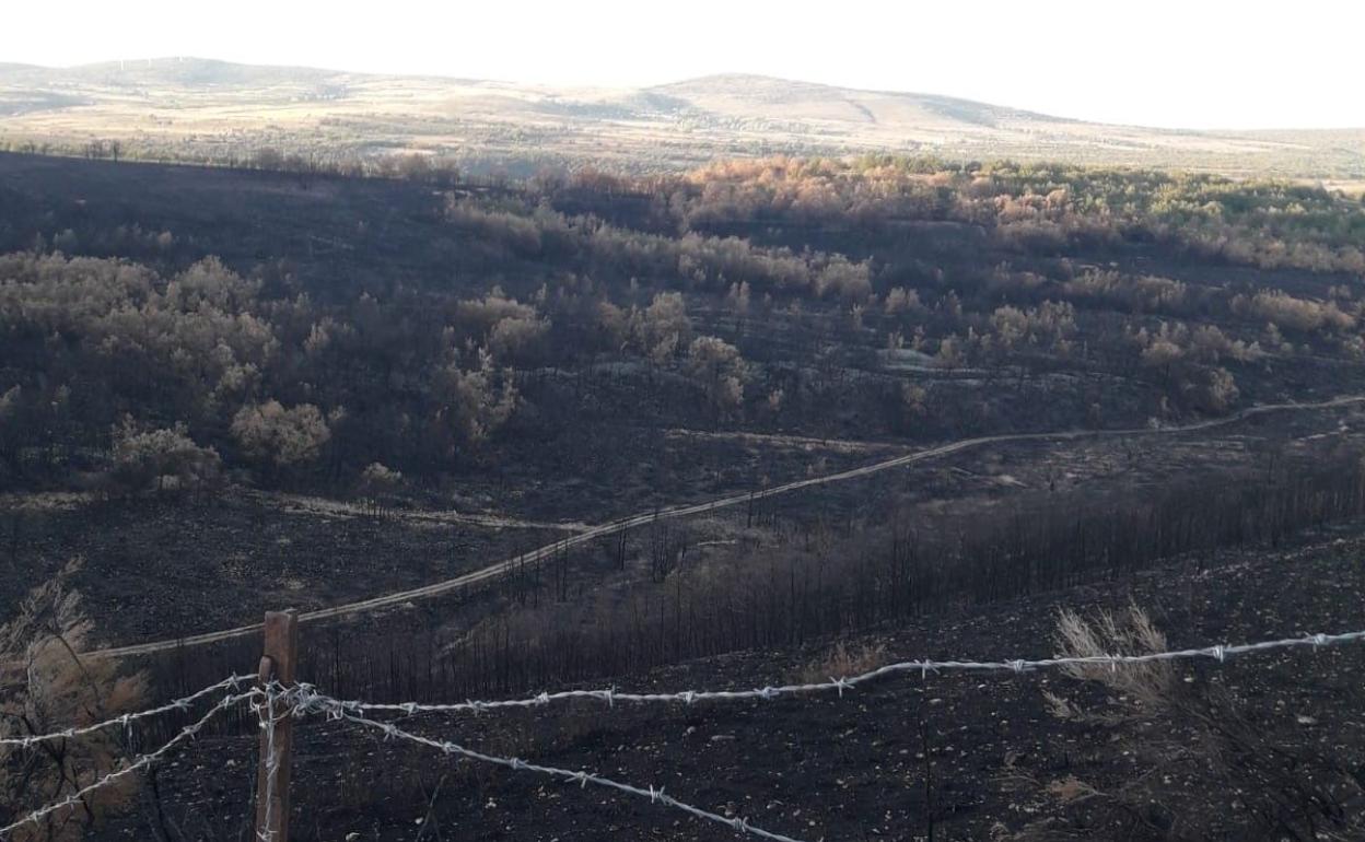 Imagen de una de las áreas calcinadas por el incendio en El Teleno. 