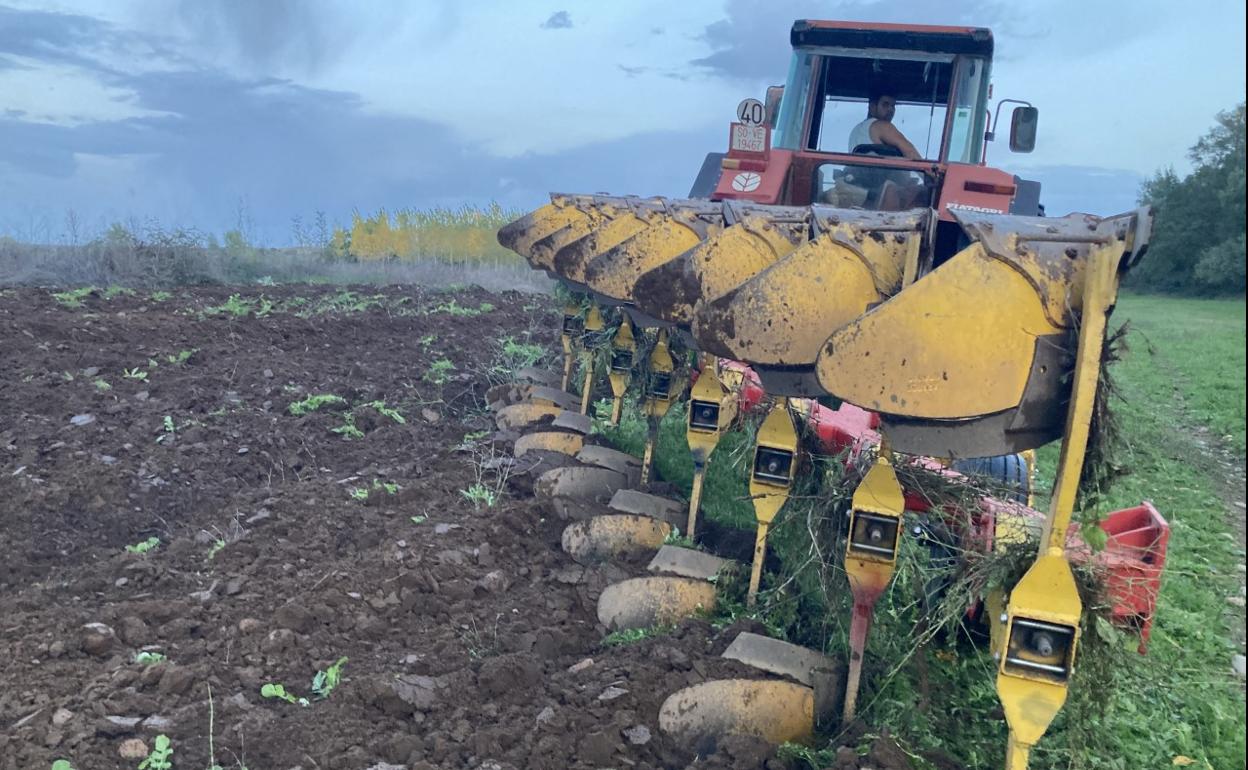 Un agricultor ara la tierra para sembrar avena y vezas para forraje en Ciudad Rodrigo. 