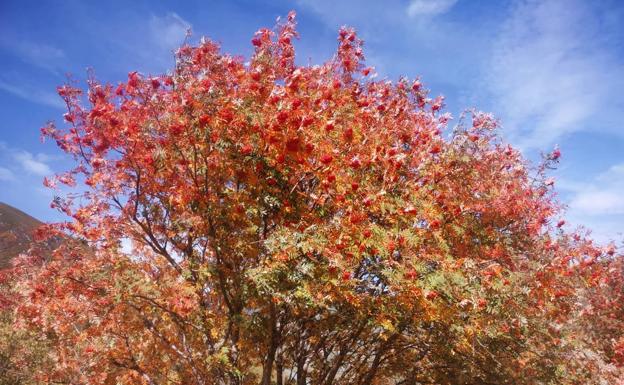 Bosques de la ruta de Fasgar en otoño