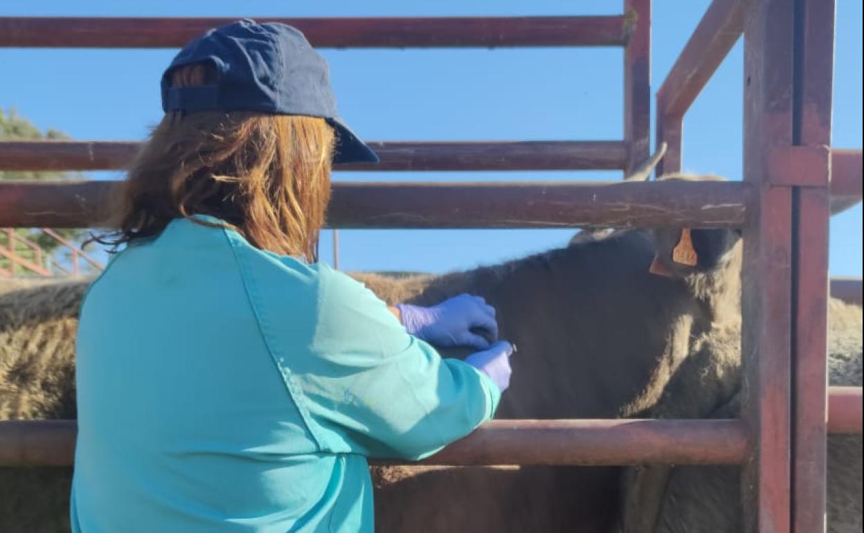 Una veterinaria realiza una prueba de saneamiento en la provincia de Salamanca. 