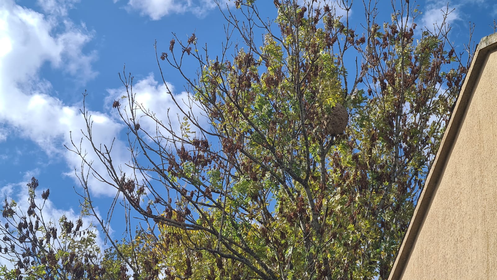 Fotos: La avispa velutina aterriza en la Montaña Central