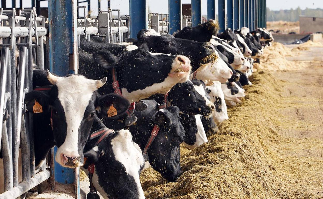 La Junta anticipa cerca de 600 millones de la PAC a más de 58.000 agricultores y ganaderos.