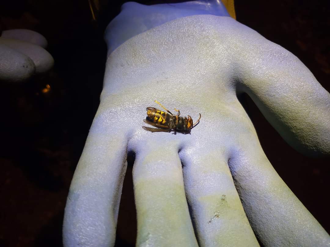 El Grupo de Intervenciones en Altura de la Delegación Territorial de la Junta en León recientemente ha retirado un nido en la localidad de Villasimpliz. Los nidos de Avispa asiática son abandonados llegando el final del otoño y principio de invierno y no son ocupados por nuevas poblaciones por lo que, con la caída de la hoja de frondosas, se comienzan a ver nidos abandonados. La recomendación es no tocarlos, ya que no representan amenaza alguna. 