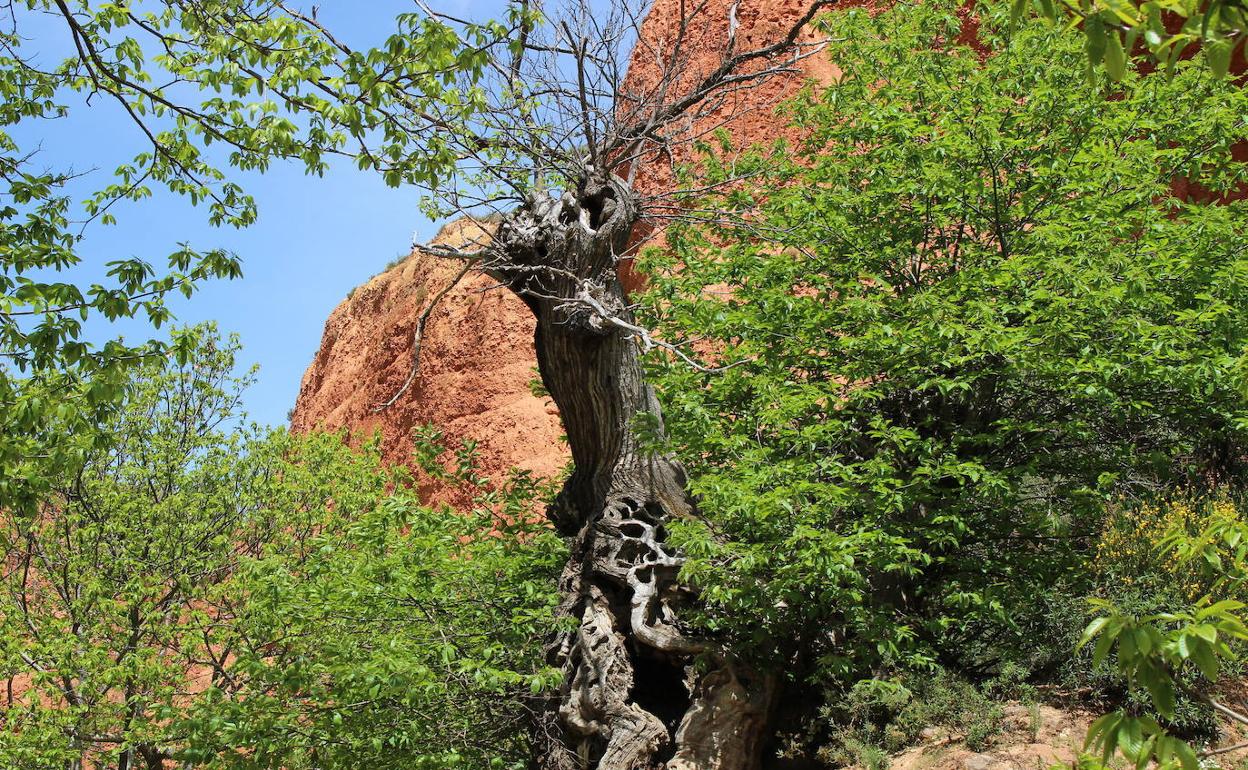 Castaños en Las Médulas.