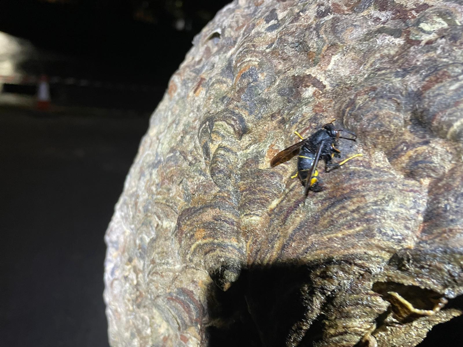 Enjambre de avispas asiáticas retirado en León.