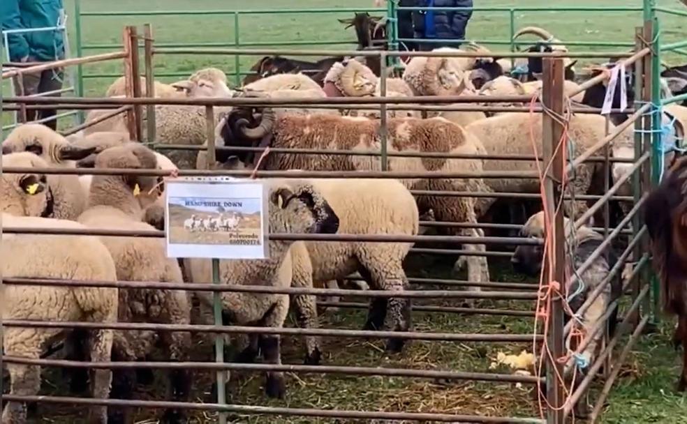 Parte del ganado que se congregó en la feria de noviembre de Riaño. 