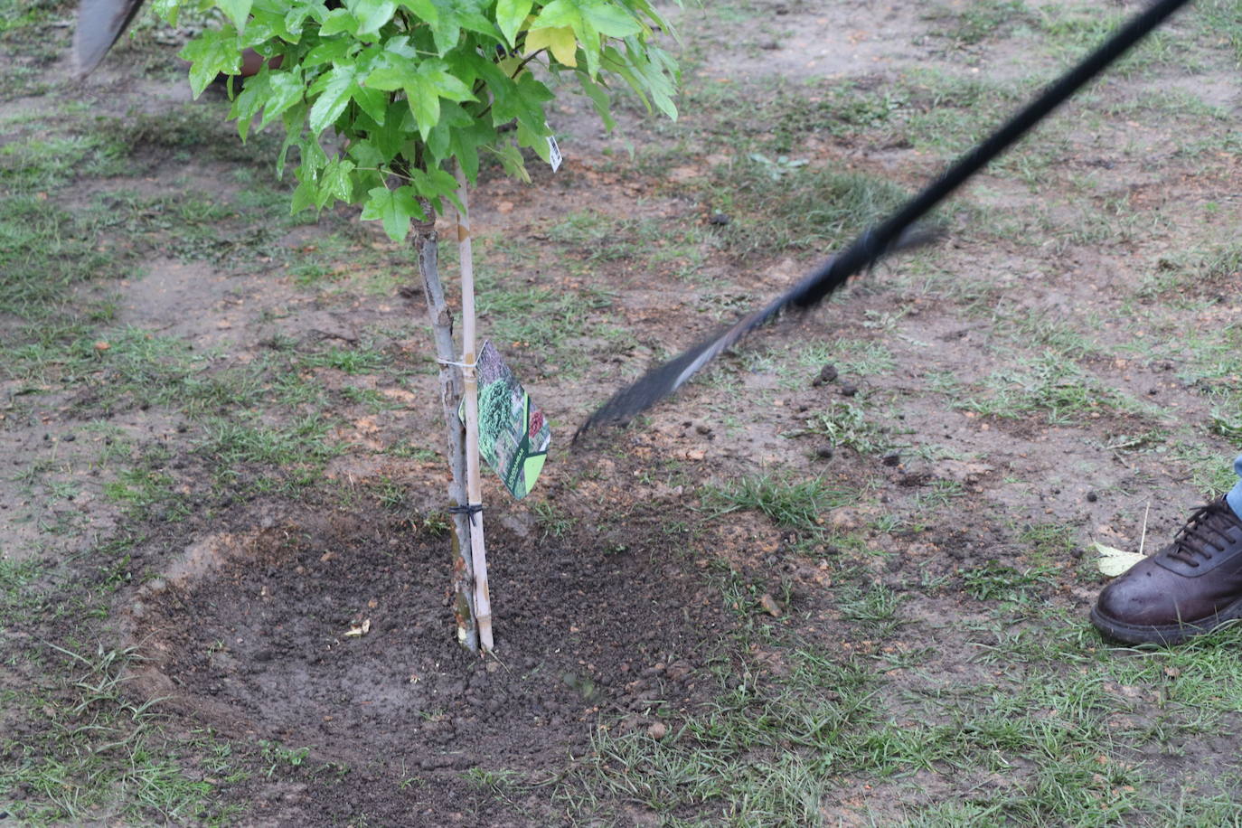 El conjunto leonés cumple con esta iniciativa y planta cinco árboles para tratar de reducir la huella de carbono en León.