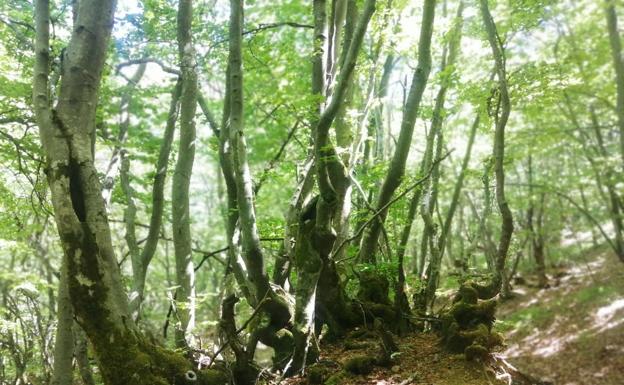 Descubriendo rutas por León: el Faedo de Orzonaga y la leyenda del elefante