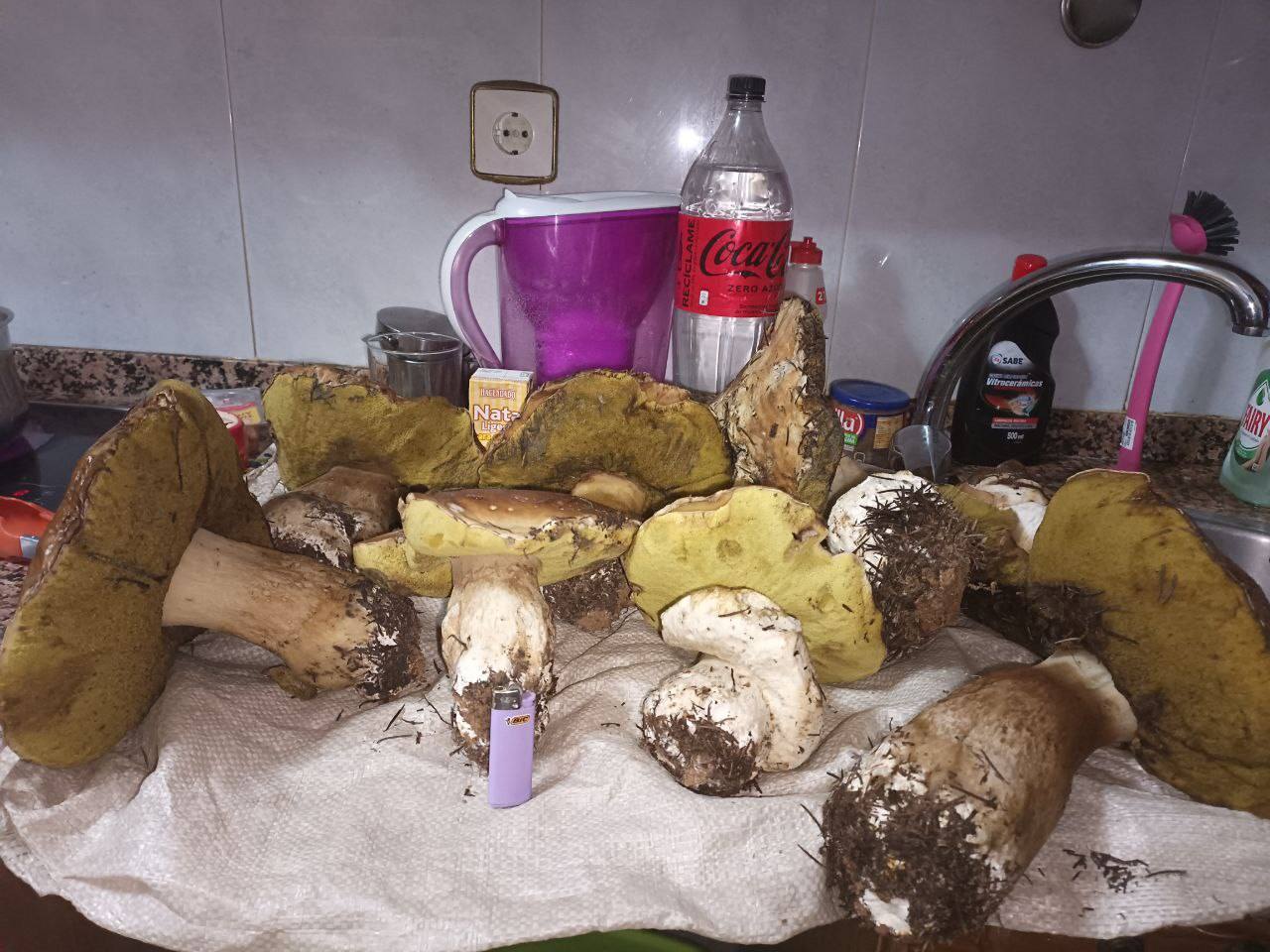 Ejemplares gigantes de boletus localizados en los montes de Villafranca del Bierzo. 