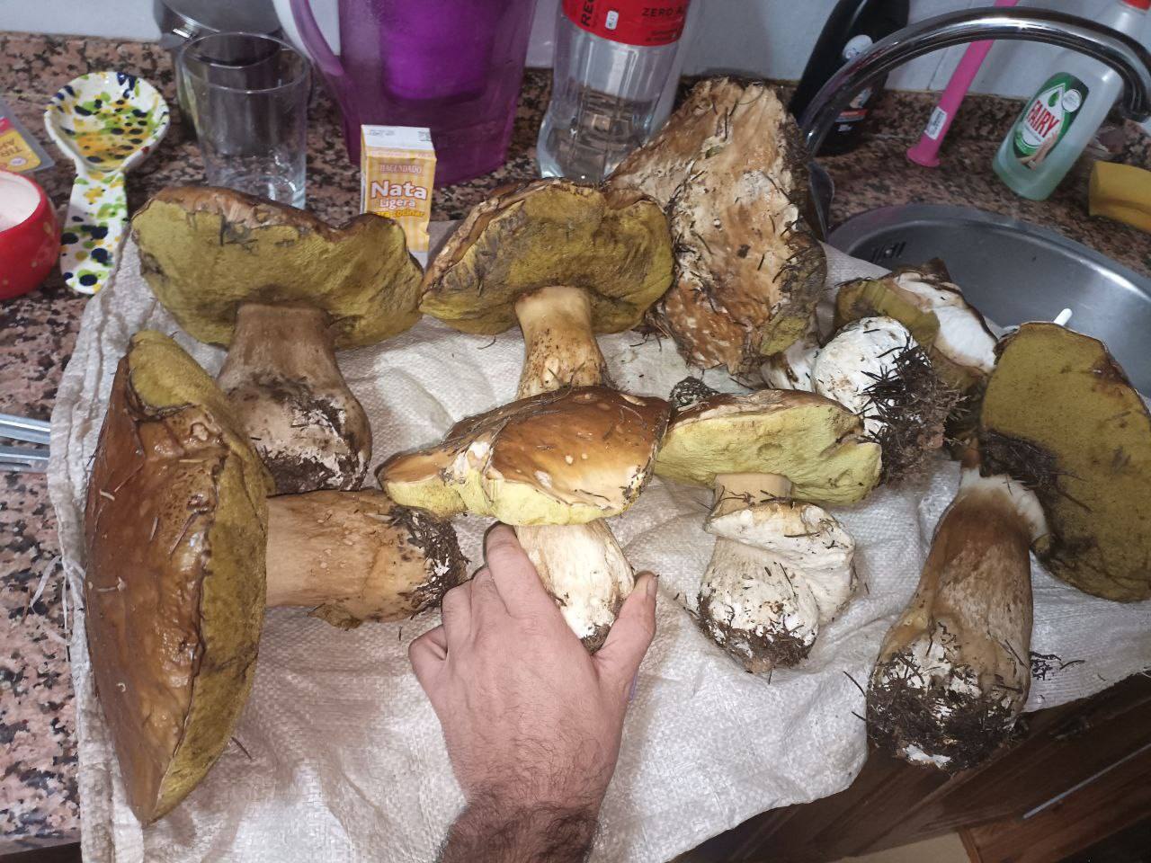 Ejemplares gigantes de boletus localizados en los montes de Villafranca del Bierzo. 