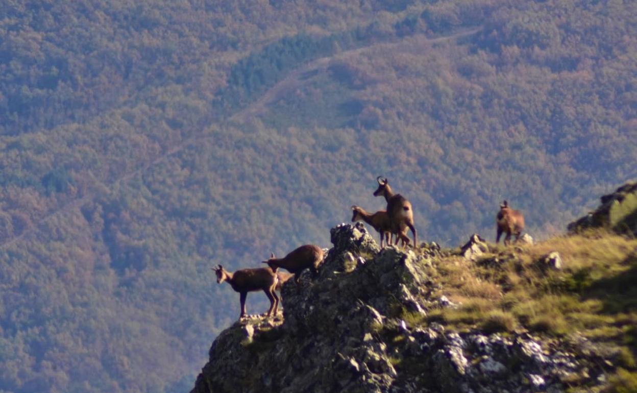 Familia de rebecos donde está prevista la instalación de un aerogenerador del proyecto Acario.