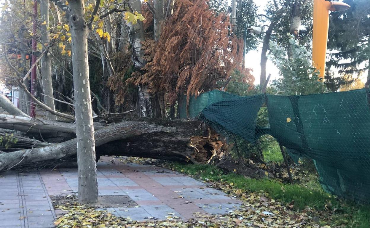 Un árbol cae en la avenida Sáenz de Miera por el intenso viento de este jueves.