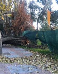 Imagen secundaria 2 - El viento derriba un árbol y obliga a cortar el tráfico en Sáenz de Miera.