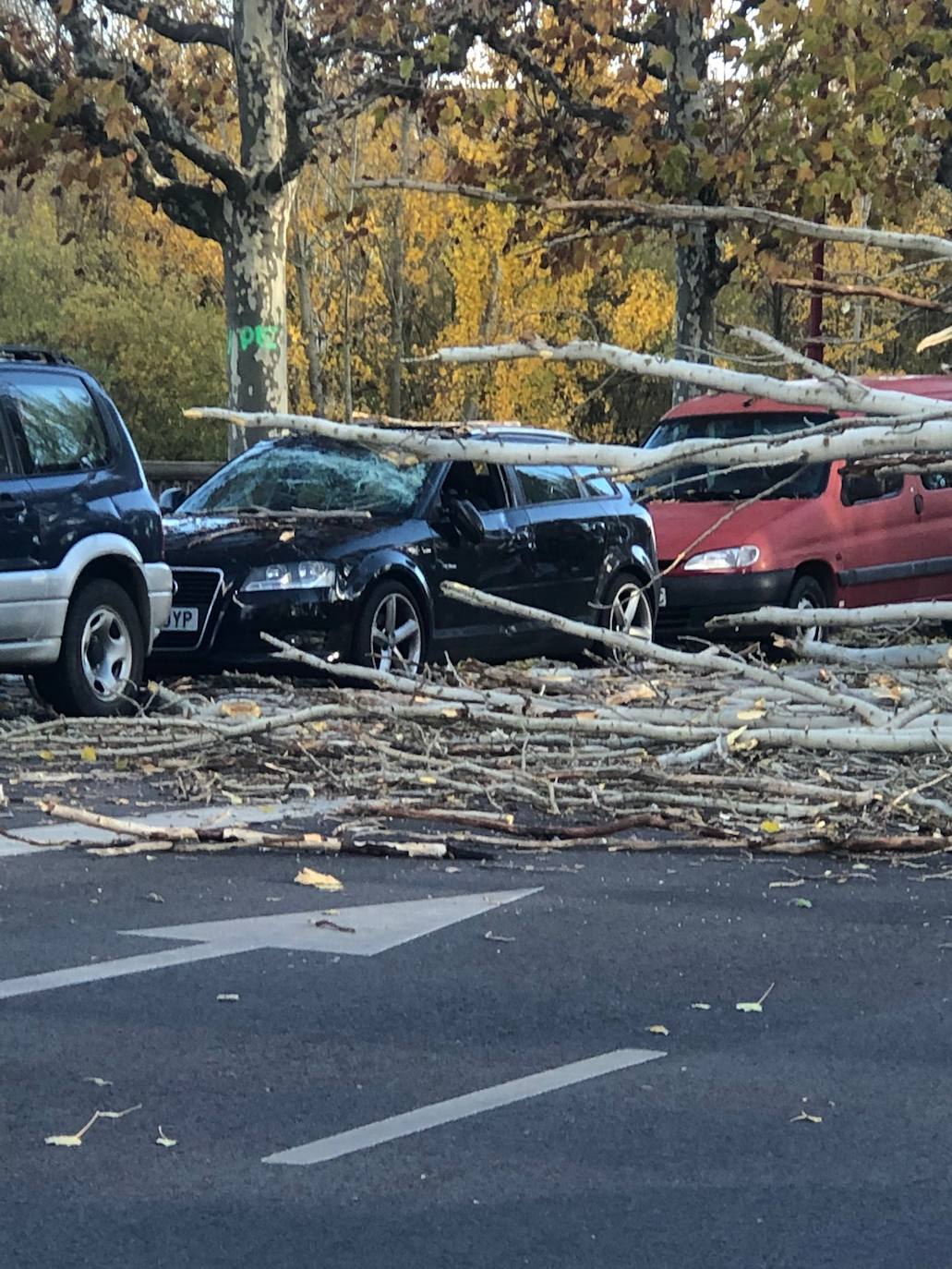 El intenso viento de este jueves deja los parques de la ciudad cerrados para evitar accidentes y obliga a cortar la Avenida Sáez de Miera para retirar el árbol caído.