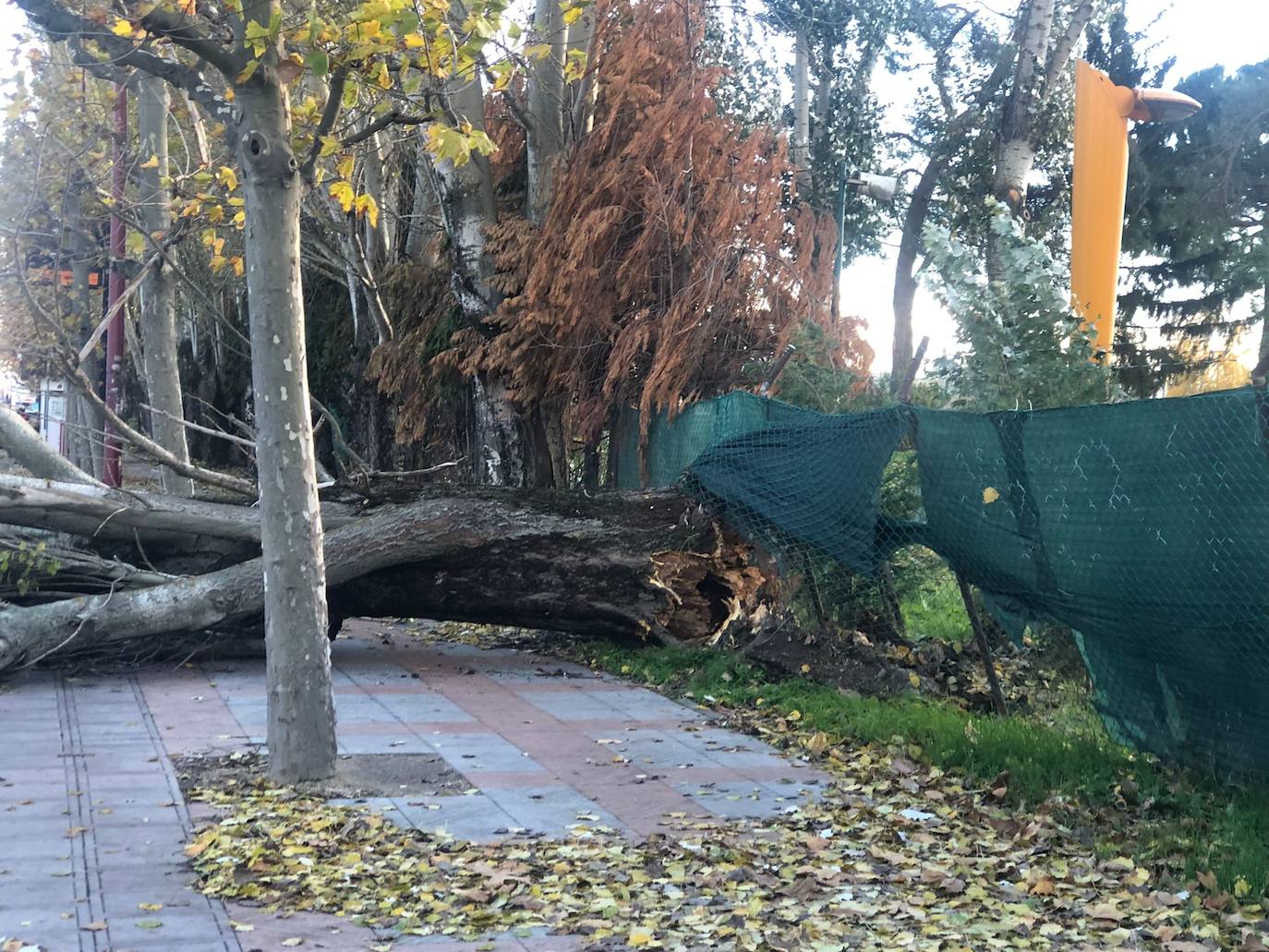 El intenso viento de este jueves deja los parques de la ciudad cerrados para evitar accidentes y obliga a cortar la Avenida Sáez de Miera para retirar el árbol caído.