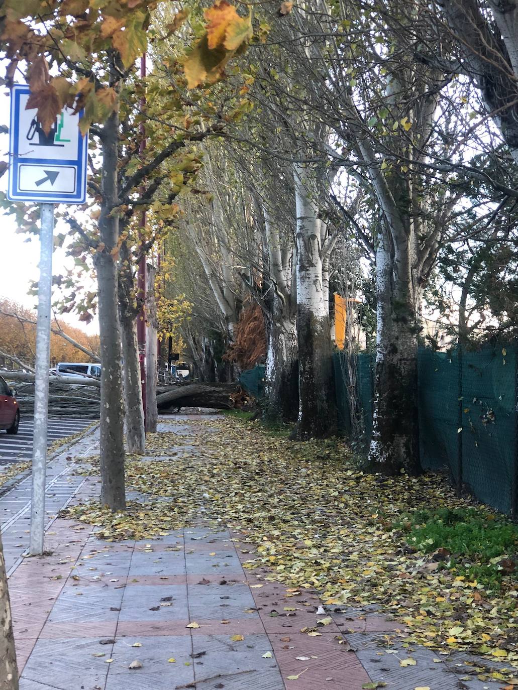 El intenso viento de este jueves deja los parques de la ciudad cerrados para evitar accidentes y obliga a cortar la Avenida Sáez de Miera para retirar el árbol caído.