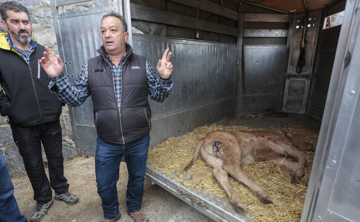 Un ganadero muestra un ternero atacado por el lobo durante la visita de Cuca Gamarra a León. 