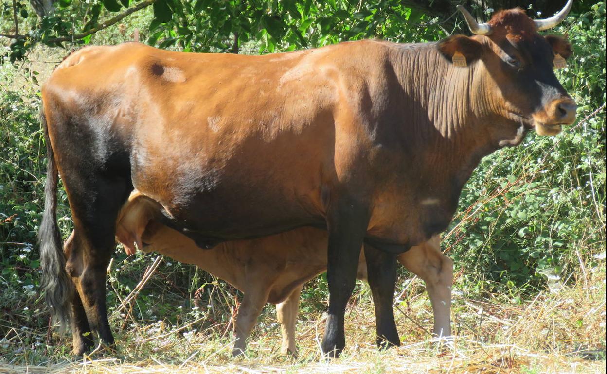 Una vaca y su ternero. 