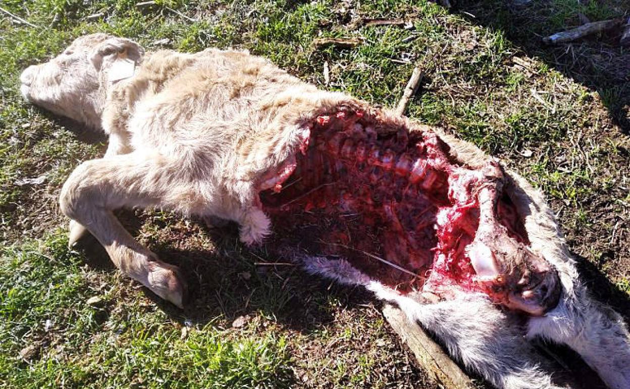 Ataque de lobo en una ganadería en Fuentes de Sando, comarca de Ledesma (Salamanca) que deja dos terneros muertos y uno herido.