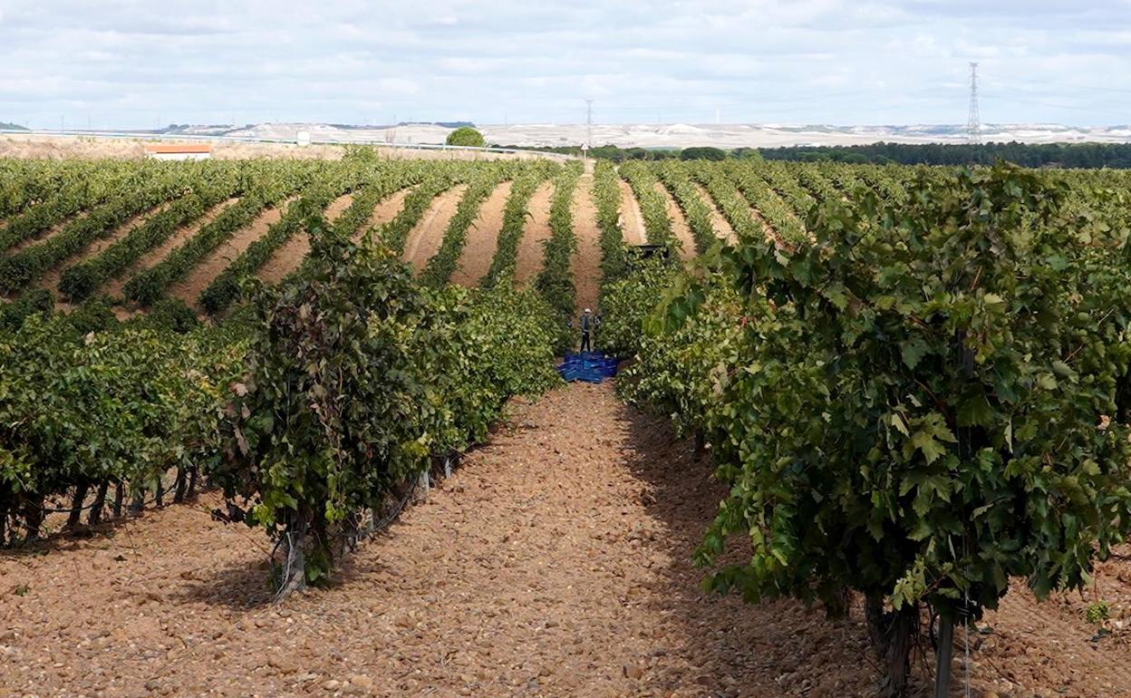 Agricultura publica una nueva orden para regular el sector vitivinícola.