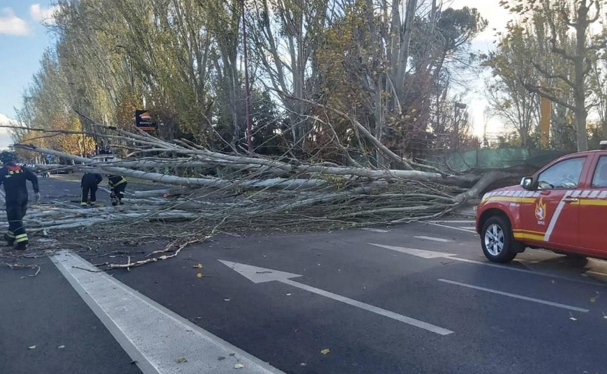 Las fuertes rachas de viento la pasada semana derribaron chopos, debilitados por una enfermedad, en la avenida Sáenz de Miera.