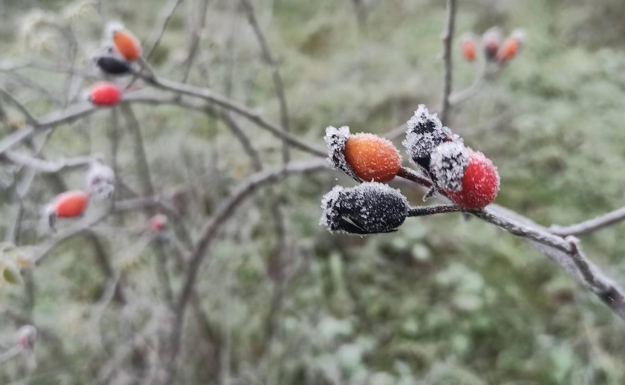 Imagen de la helada este sábado en El Bierzo. 