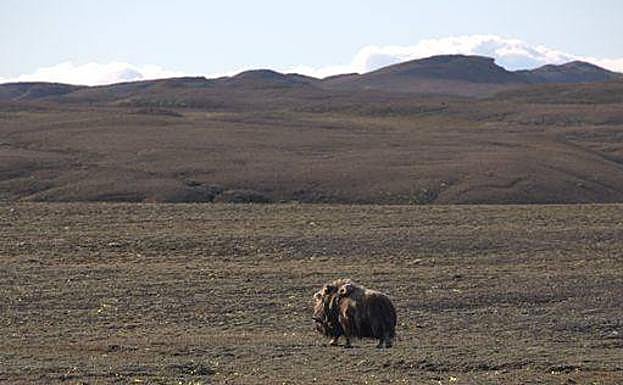 El buey almizclero es uno de los pocos mamíferos que viven hoy al norte de Groenlandia.