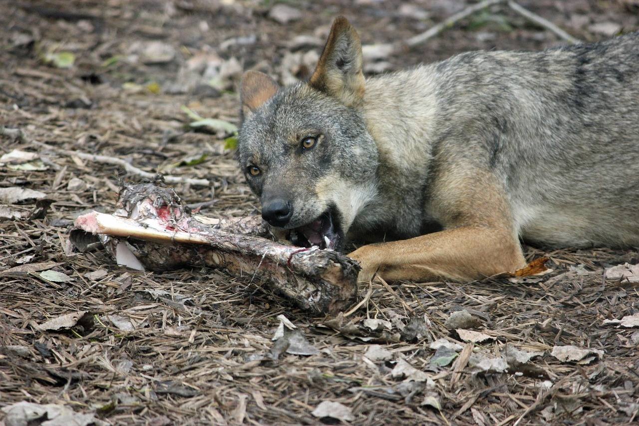 Lobo ibérico.