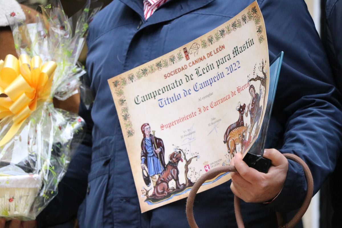 Fotos: Entrega de premios del XXIX Campeonato de León de mastines