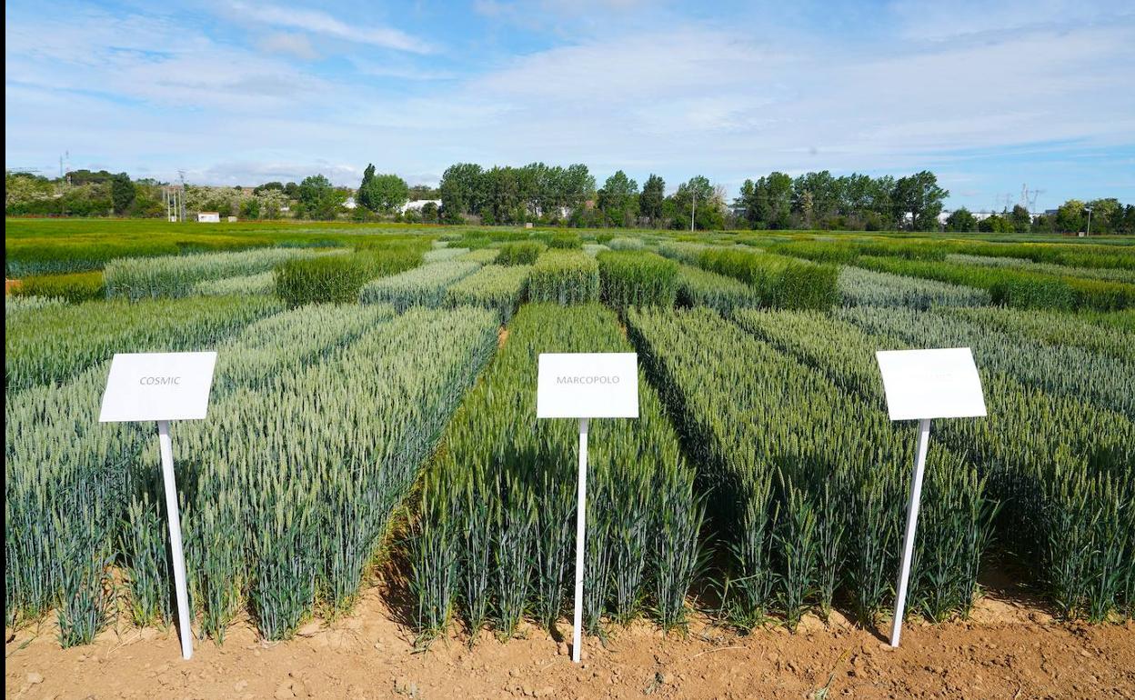 Variedades de cereal de los ensayos del Itacyl.