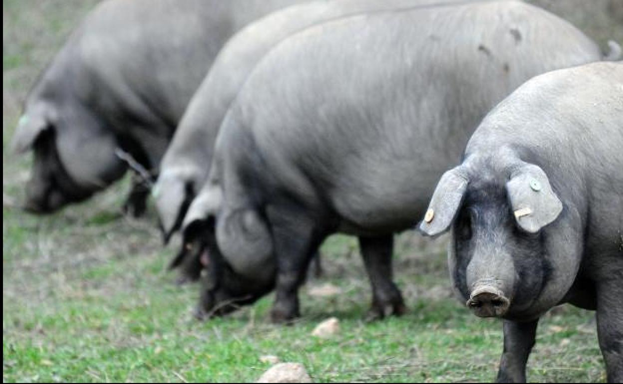 El Itacyl realiza una secuenciación masiva de productos cárnicos ibéricos como control de calidad