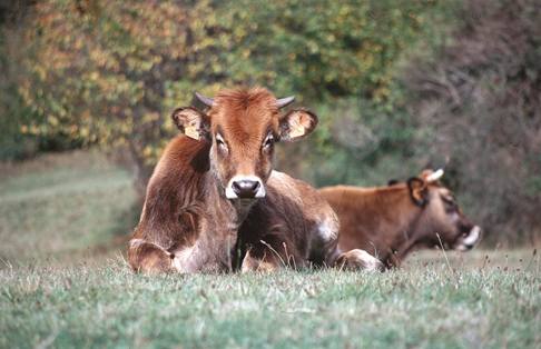 La FAO reconoce 10.000 kilómetros cuadrados en León como Sistema Importante del Patrimonio Agrícola Mundial.